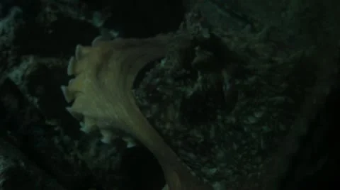 Close-Up of Octopus Underwater Stock Footage 21375018