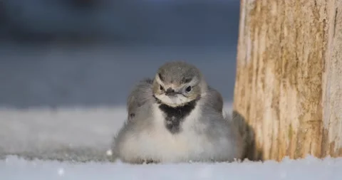 Close up od White wagtail  Stock Footage 162808424
