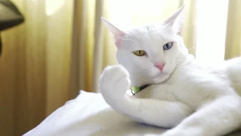 Close-up of Odd-Eyed White Cat Licking Paw Stock Footage 339645596