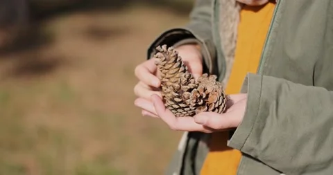 Close up ofa woman's hands full of pine cones, 4k Stock Footage 142793375