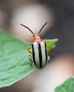 Close up ofThree-lined Potato Beetle on green leaf tip Stock Photos