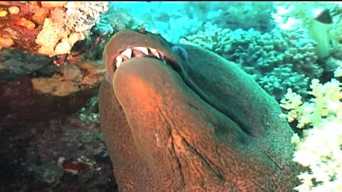 Close Up Og Giant Moray Stock Footage 300069166