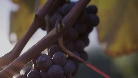 Close up oh bunch of grape and autumn leaves Stock Footage 80020314