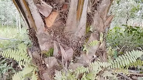 Close Up of Oil Palm Tree Trunk and Fruit Bunches in Kalimantan Stock Footage 340346924