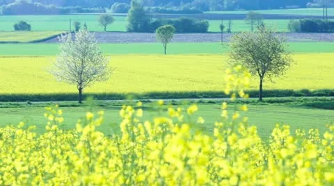 Close up of Oilseed Rape Flowers Stock Footage 21147236