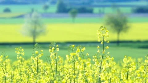 Close up of Oilseed Rape Flowers Stock Footage 21150331