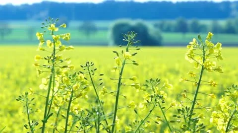 Close up of Oilseed Rape Flowers Stock Footage 21154301