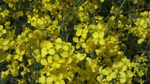 Close up oilseed rape flowers Video stock 49952364