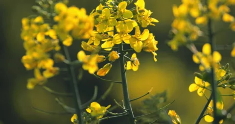 Close-up of oilseed rape flowers Stock Footage 188896482