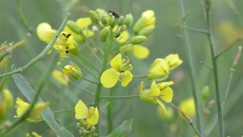 Close up of Oilseed rape Vidéo 110755216