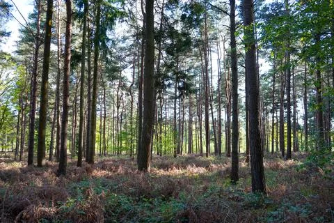 Close up ok pine tree trunks 库存照片