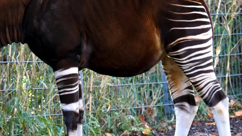 Close up of Okapi Stock Footage 121682359