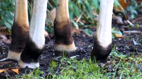 Close up of Okapi Stock Footage 121682469