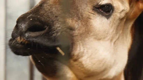 Close up of Okapi Stock Footage 124030391