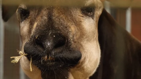 Close up of Okapi Stock Footage 124030482