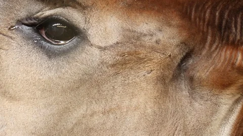 Close up of Okapi Stock Footage 124030548