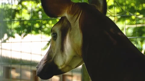 Close up of Okapi Stock Footage 143199715