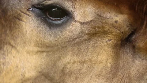  Close up of an Okapi  Stock Footage 144059790