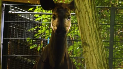 Close up of okapi Stock Footage 144334258