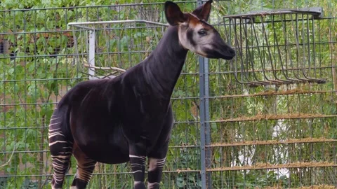 Close up of an Okapi Stock Footage 252647525