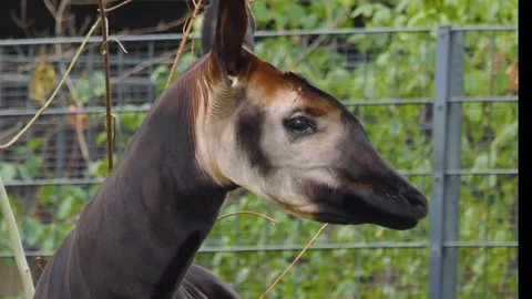 Close up of an Okapi Stock Footage 252647584