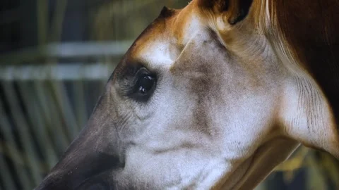 Close up of an Okapi Stock Footage 261245386