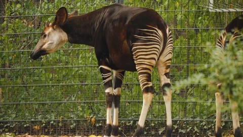 Close up of an Okapi Stock Footage 261245589