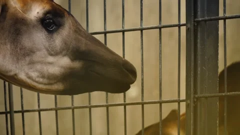 Close up of an Okapi Stock Footage 261247701