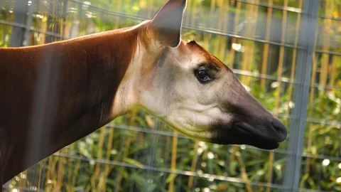 Close up of an Okapi Stock Footage 261247724