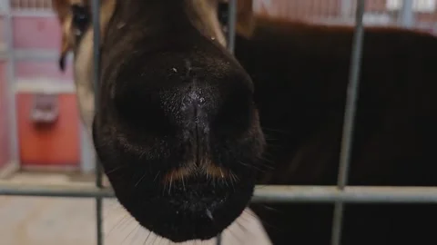Close up of an Okapi head  Stock Footage 259589992