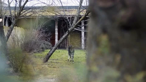 Close up of Okapi jumping very happy at Chester Zoo, UK. Stock Footage 219984840