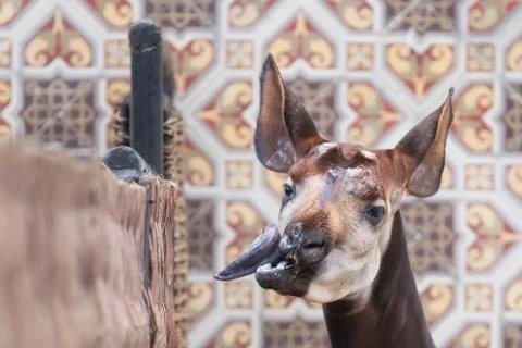 Close-up of an okapi Stock Photos