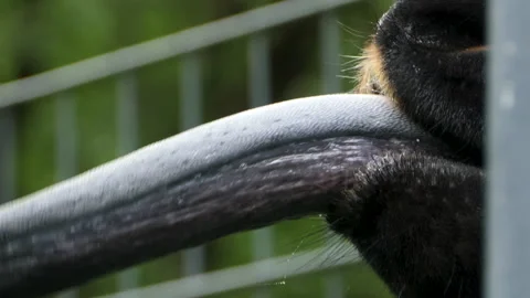 Close up of Okapi tongue Stock Footage 131380840