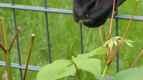 Close up of Okapi tongue Stock Footage 131380902