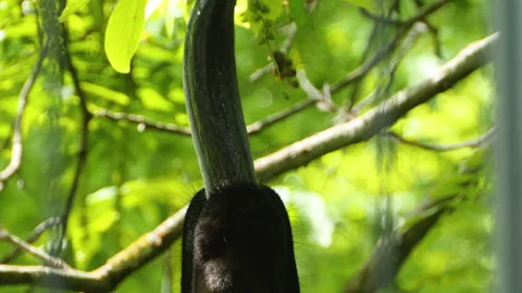 Close up of Okapi tongue Stock Footage 131381249