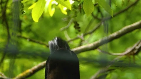  Close up of Okapi tongue Stock Footage 142835609