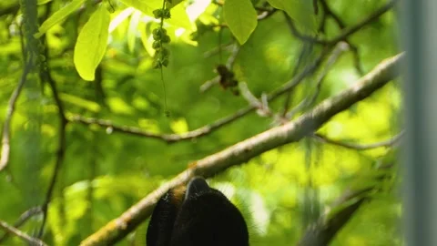  Close up of Okapi tongue Stock Footage 142835785