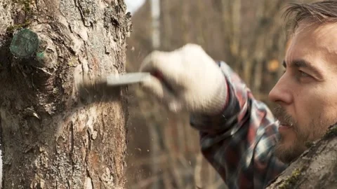 Close-up old apple tree trunk with dead bark and gardener cleaning it Stock Footage 130492979