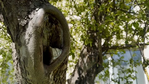 Close-up of an old apple tree trunk with a hollow bark cavity, surrounded by Stock Footage 337736618
