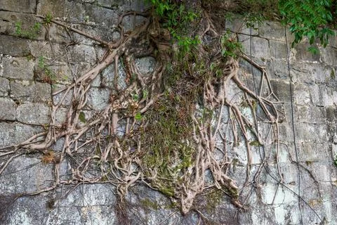 Close-up of old banyan tree roots growing on the ancient city wall Fotos de archivo