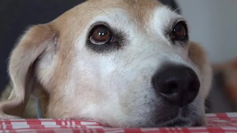 Close-up of an old Beagle dog moving its eyes Stock Footage 254703412