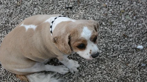 Close up old beagle in a tie. Relaxed beagle close up at the park Видео 116385320