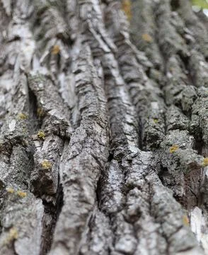 Close-up of an old beautiful tree bark. 库存照片