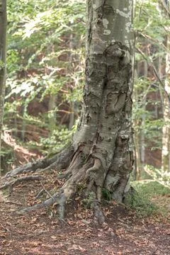 Close-up of an old beech tree in a Carpathian forest, showcasing weathered an Fotos Stock