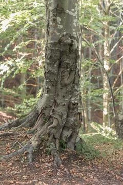 Close-up of an old beech tree in a Carpathian forest, showcasing weathered an Stock Photos