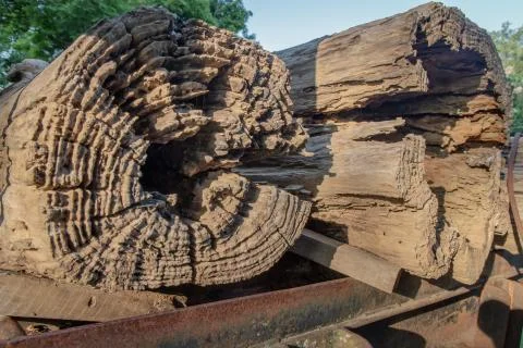 Close up of old big timber trunks background. Stock Photos