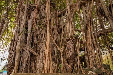 Close up old bot or banyan tree big roots Stock Photos