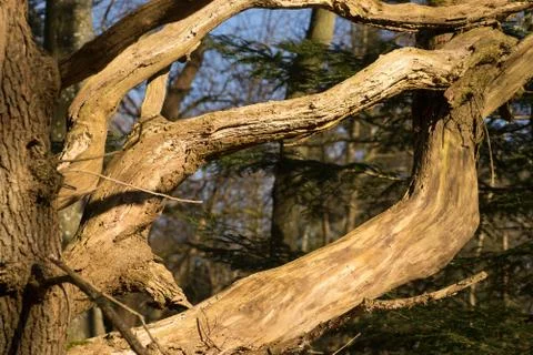 Close up of old branches on tree Stock Photos