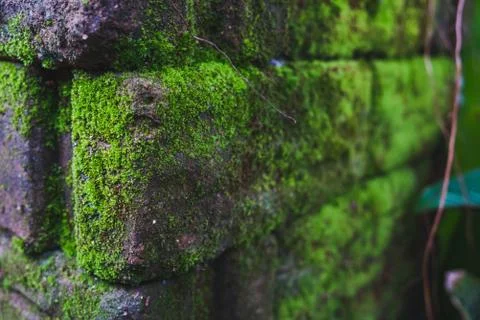 Close up old brick wall background texture with moss. Stock Photos