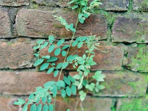 A close-up of an old brick wall covered in vibrant green moss with wild pla.. Fotos de archivo